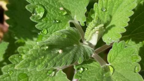 Packet - Catnip - organic seeds