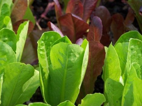 Packet - SALAD- ROMAINE 3 COLOR - organic seeds