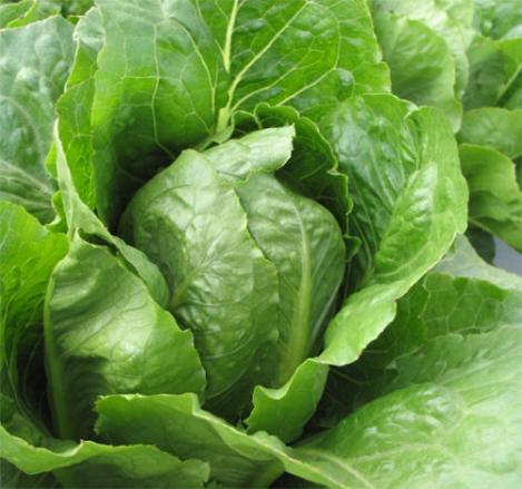 Packet - Romaine salad JERICHO - organic seeds