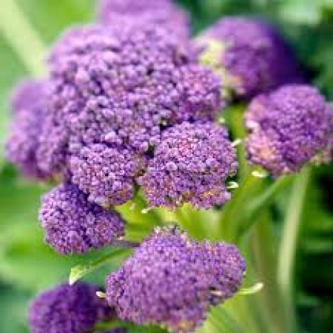 Packet - Broccoli EARLY PURPLE SPROUTING - organic seeds