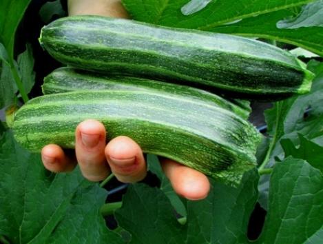 Packet - COURGETTE - COCOZELLE, organic seed, heirloom