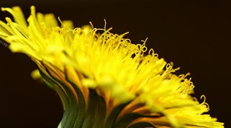 Packet - COMMON DANDELION , regular seed - not treated and not gmo