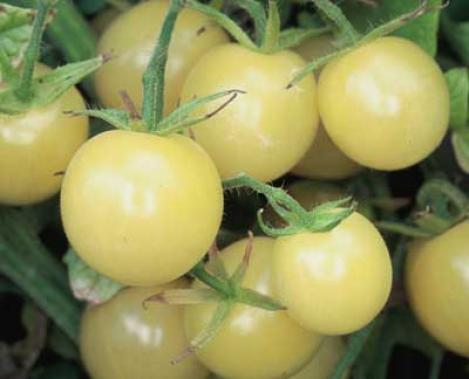 Packet - TOMATO WHITE CHERRY, regular seed - not treated and not gmo, heirloom