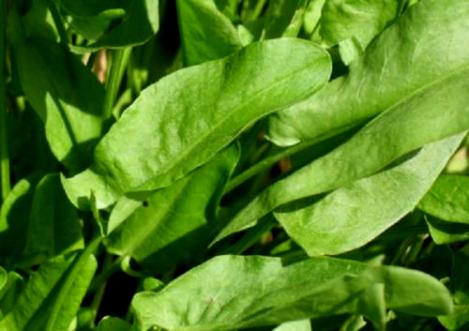 Packet - SORREL - LEMON - organic seeds
