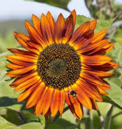 Packet - SUNFLOWER - VELVET QUEEN, organic seed, heirloom