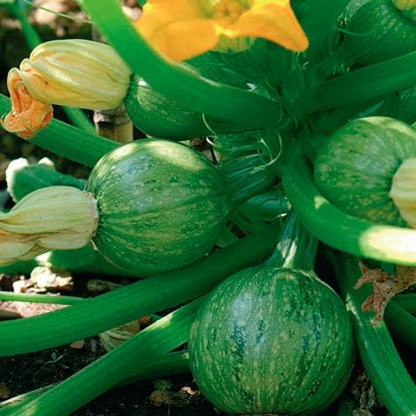 Packet - COURGETTE - DE NICE À FRUIT ROND - organic seeds