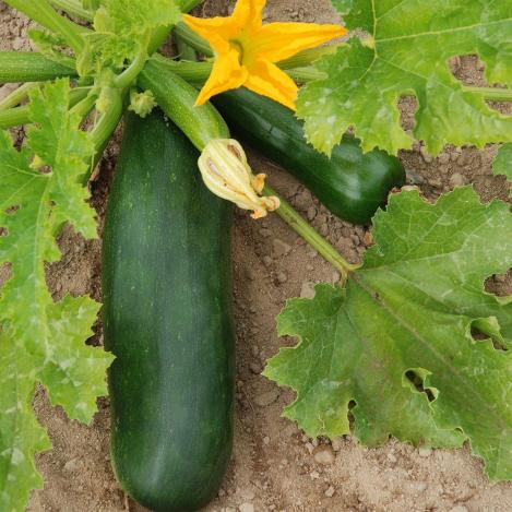 Packet - COUGETTE - VERTE DI MILAN - organic seeds