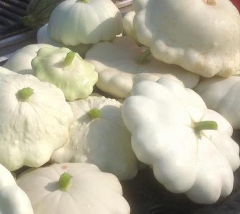 Packet - SUMMER SQUASH - EARLY WHITE BUSH SCALLOP - organic seeds