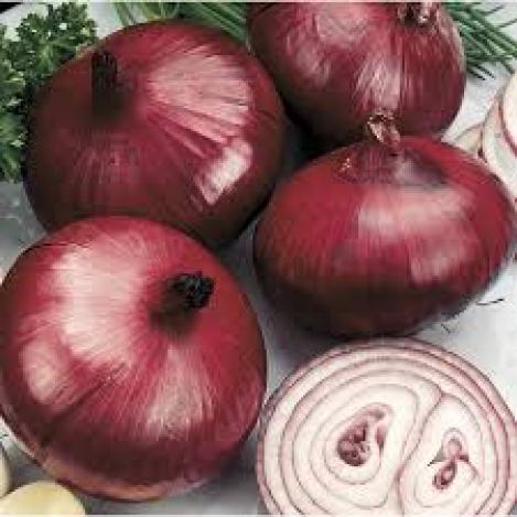 Packet - ONION - RED BARON, regular seed - not treated and not gmo