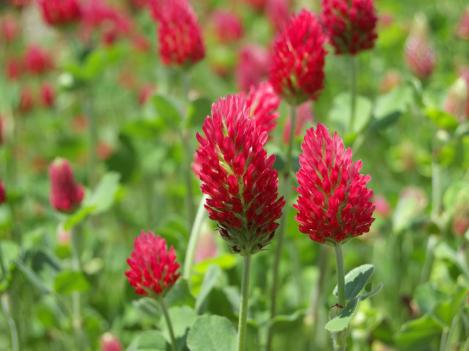 Packet - GREEN MANURE - CRIMSON CLOVER - organic seeds