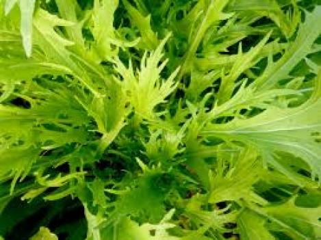 Packet - MUSTARD - MIZUNA, organic seeds