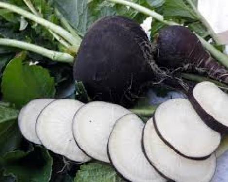 Packet - RADISH - BLACK SPANISH , organic seeds