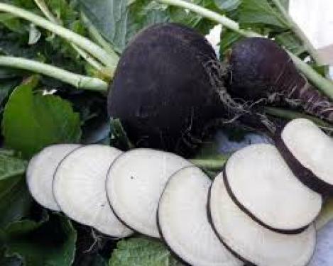 Packet - RADISH - BLACK SPANISH , organic seed