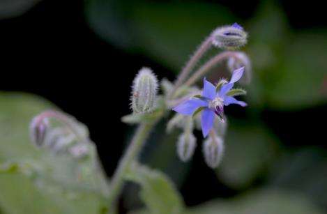 Packet - BORAGE - organic seeds