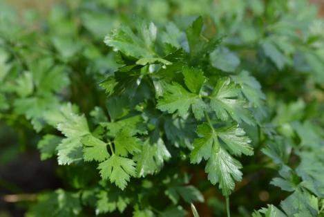 Packet - PARSLEY- ITALIAN GIANT FLAT, organic seeds, heirloom