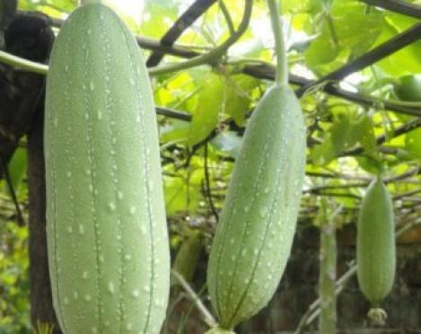 Packet - GOURD LUFFA, regular seed - not treated and not gmo