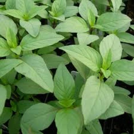 Packet - BASIL - LIME, regular seed - not treated and not gmo, heirloom