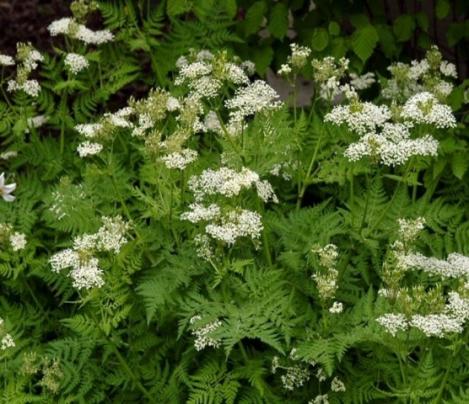 Packet - ANISE, regular seed - not treated and not gmo