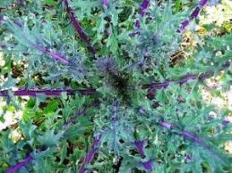 Packet - KALE- ROUGE DE RUSSIE, regular seed - not treated and not gmo, heirloom