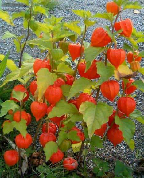 Packet - TOMATILLO STRAWBERRY - organic seeds
