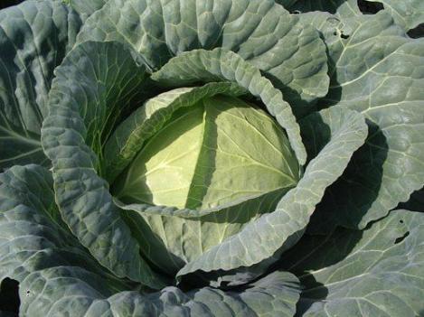 Packet - CABBAGE - BRUNSWICK - organic seeds