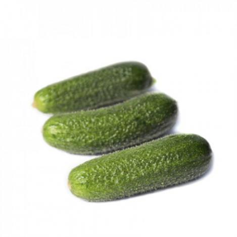 Packet - CUCUMBER TRILOGY H, regular seed - not treated and not gmo