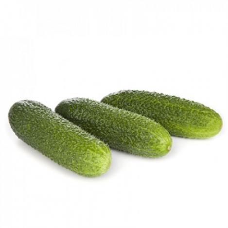 Packet - CUCUMBER - LEHAR F1, regular seed - not treated and not gmo