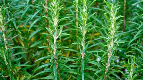 Packet - HERB - ROSEMARY, regular seed - not treated and not gmo