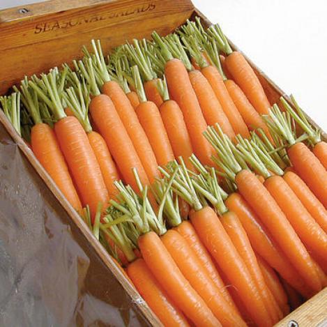 Packet - Carrot NAPOLI F1 - organic seeds