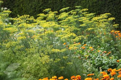 Packet - Dill DUKAT - organic seeds
