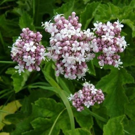 Packet - VALERIAN - organic seeds