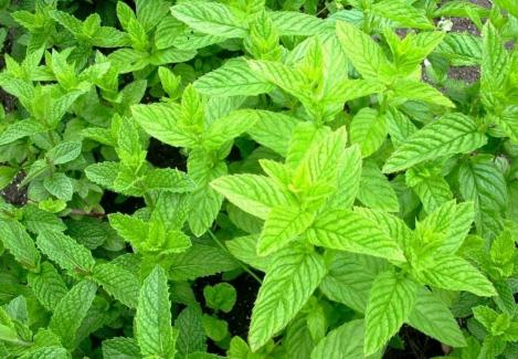 Packet - SPEARMINT, organic seed