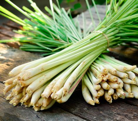 Packet - LEMONGRASS, regular seed - not treated and not gmo