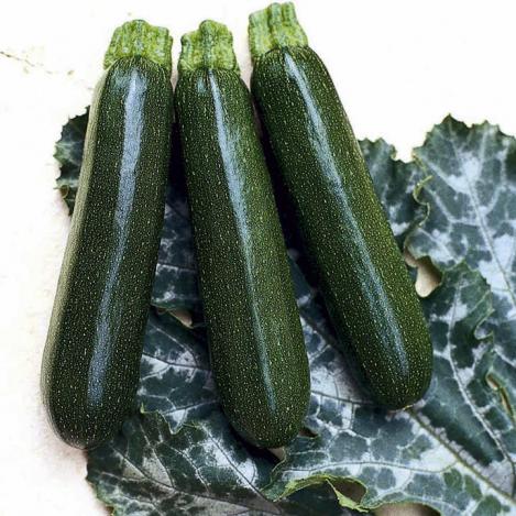 Packet - COURGETTE TOSCA F1, organic seed
