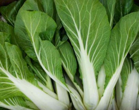 Packet - CABBAGE PAK CHOI - CANTON WHITE, regular seed - not treated and not gmo
