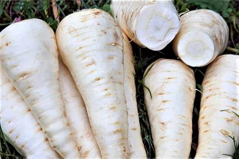 Packet - PARSNIP - WHITE GEM, regular seed - not treated and not gmo