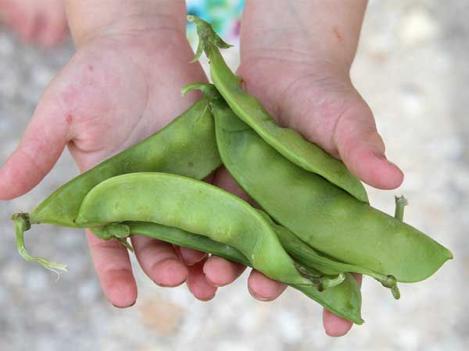 Packet - PEA - OREGON SUGAR POD - organic seeds