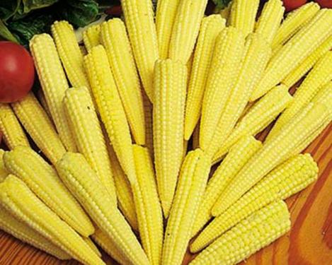 Packet - SWEETCORN - MINIPOP F1, organic seed