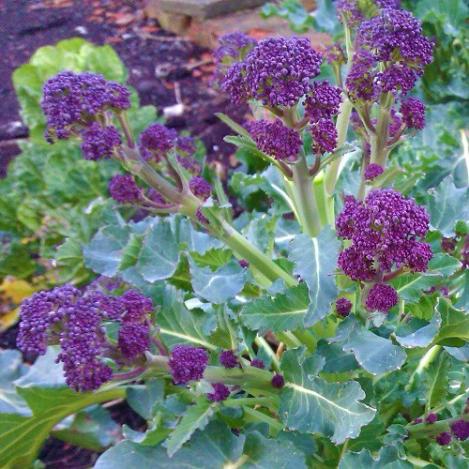 purple sprouting broccoli seedlings purple sprouting broccoli seedlings