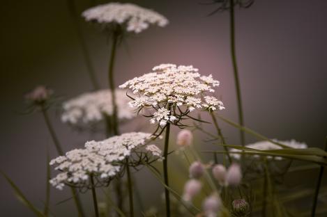 Packet - Wild Carrot - seeds