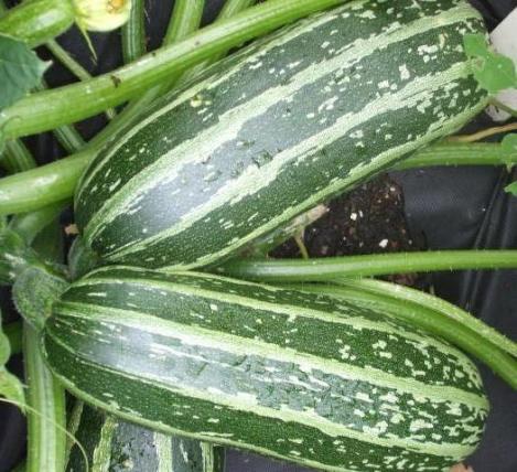 Packet - MARROW - TIGER CROSS F1 - organic seeds