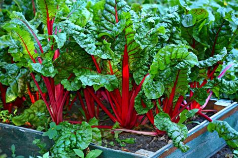 Packet - SWISS CHARD - RHUBARB, regular seed - not treated and not gmo