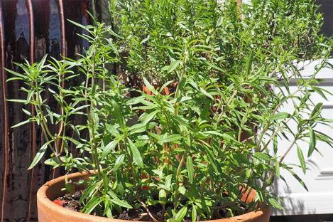 Packet - Summer Savory, organic seed, heirloom