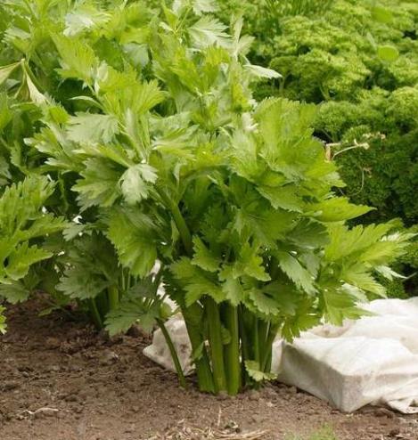 Packet - CELERY VICTORIA F1 - organic seeds