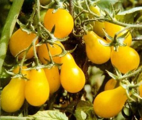 Packet - Tomato YELLOW PEARSHAPED, organic seed, heirloom