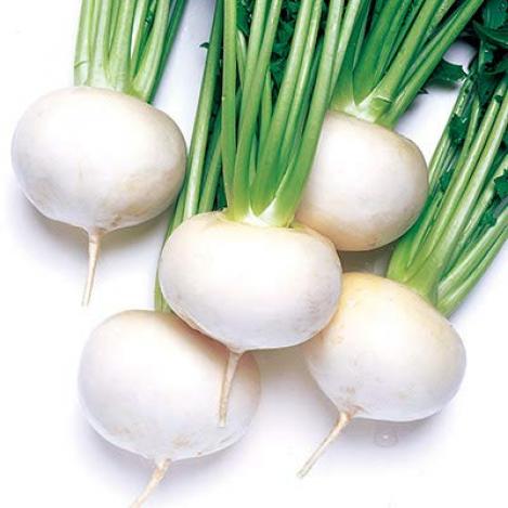 Packet - TURNIP WHITE BALL, regular seed - not treated and not gmo