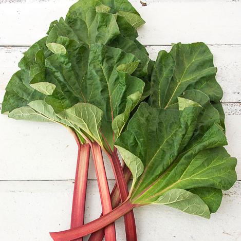 Packet - Rhubarb VICTORIA, regular seed - not treated and not gmo