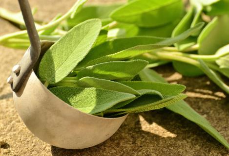 Packet - BROAD LEAVED SAGE, organic seed