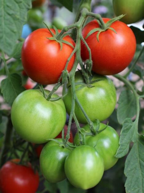 Packet - Tomato EVELLE, regular seed - not treated and not gmo