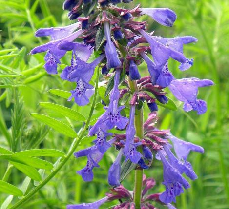 Packet - Moldavian Dragonhead, organic seeds